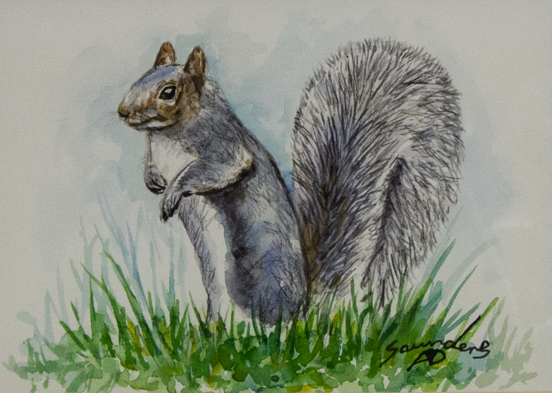IMG_6917 Andy Saunders "Squirrel" watercolour on paper. Frame measures 40w x 35h in cm, painting measures 17w x 12h cm. Price includes nationwide delivery